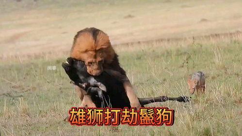 鬣狗之路在线观看,非洲草原上的生存挑战与传奇故事