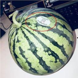 地方网红吃瓜,一网打尽那些年我们错过的瓜